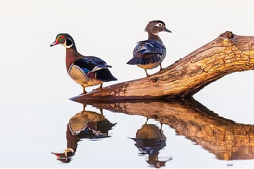 Wood duck male and female on log in wetland, Marion County, Illinois. Art Print
